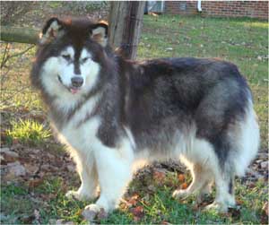 Hudsons Malamutes - Tigan