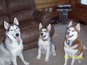 Hudsons Malamutes - Timber