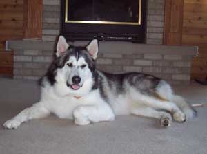 Hudsons Malamutes - Timber