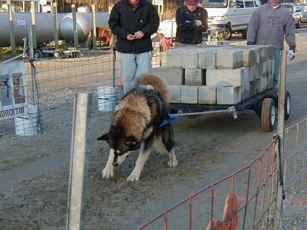 Hudsons Malamutes - Tork & Zurrys father