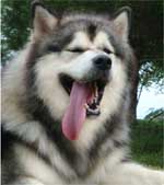 Hudsons Malamutes - Tork