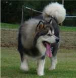 Hudsons Malamutes - Tork