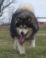 Hudsons Malamutes - Tork