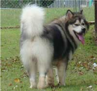 Hudsons Malamutes - Tork
