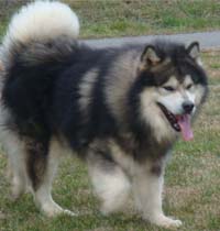 Hudsons Malamutes - Tork