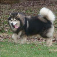 Hudsons Malamutes - Tork