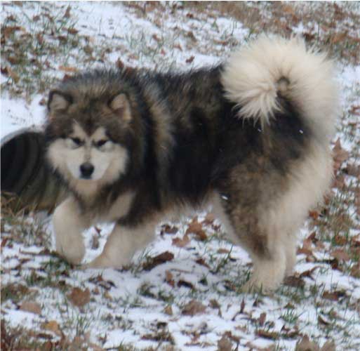 Hudsons Malamutes - Tork