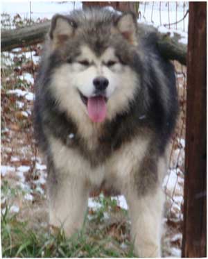 Hudsons Malamutes - Tork