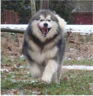 Hudsons Malamutes - Tork