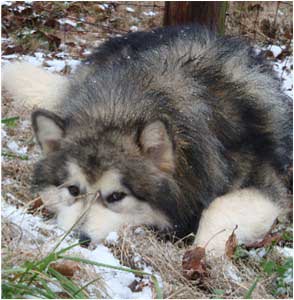 Hudsons Malamutes - Tork