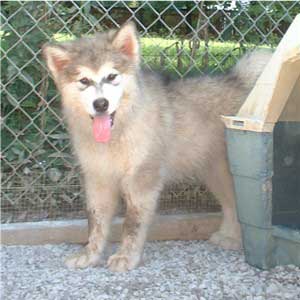 Hudsons Malamutes - Tork