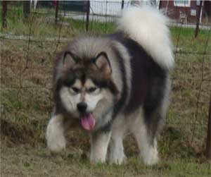 Hudsons Malamutes - Tork