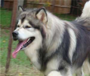 Hudsons Malamutes - Tork