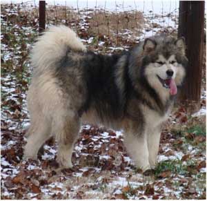 Hudsons Malamutes - Tork