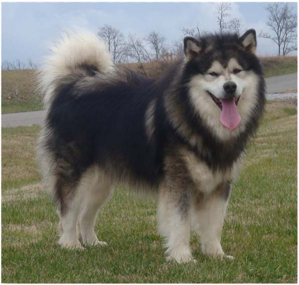 giant malamute husky