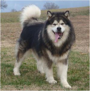 Hudsons Malamutes - Tork