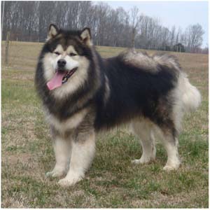 Hudsons Malamutes - Tork