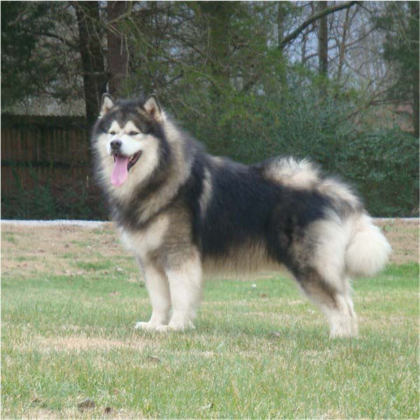 Hudsons Malamutes - Tork