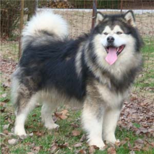 Hudsons Malamutes - Tork