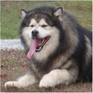 Hudsons Malamutes - Tork