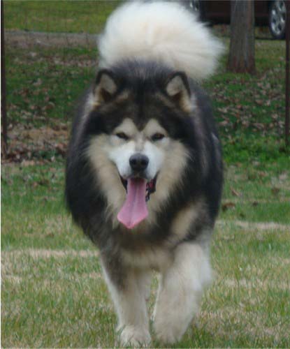 Hudsons Malamutes - Tork