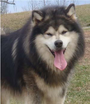 Hudsons Malamutes - Tork