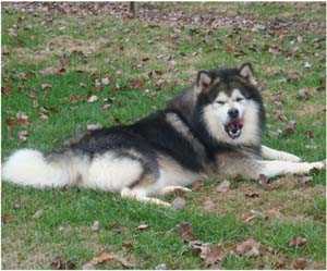 Hudsons Malamutes - Tork