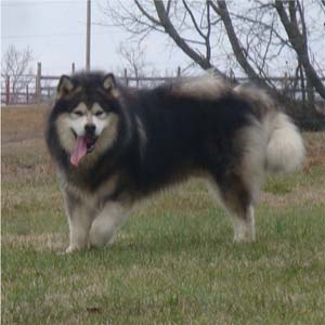 Hudsons Malamutes - Tork