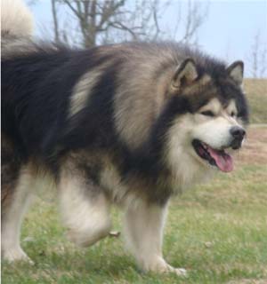 Hudsons Malamutes - Tork