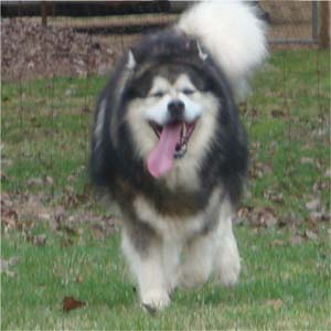 Hudsons Malamutes - Tork