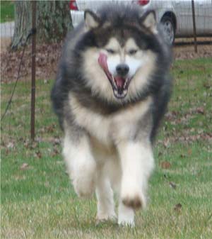 Hudsons Malamutes - Tork