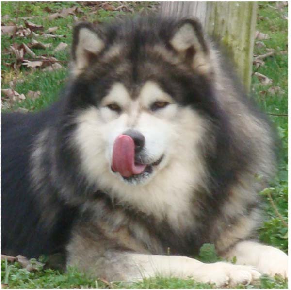 Hudsons Malamutes - Tork