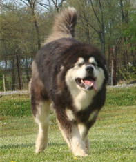 Hudsons Malamutes - Una