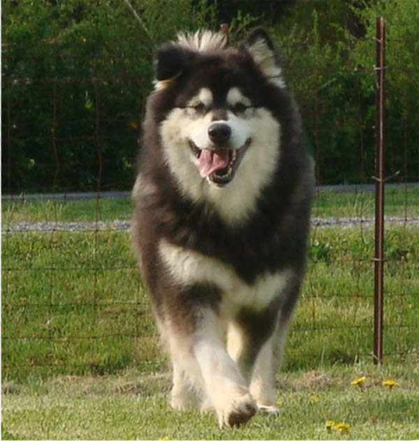 Hudsons Malamutes - Una