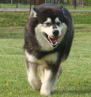 Hudsons Malamutes - Una