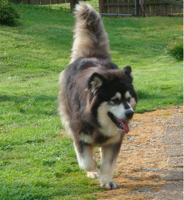 Hudsons Malamutes - Una