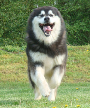 Hudsons Malamutes - Una