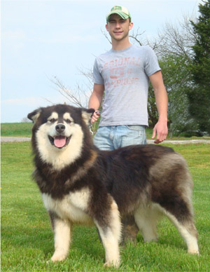 Hudsons Malamutes - Una