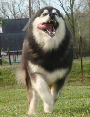 Hudsons Malamutes - Una