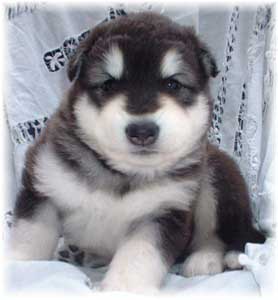 Hudsons Malamutes - Vito