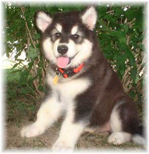 Hudsons Malamutes -Vito