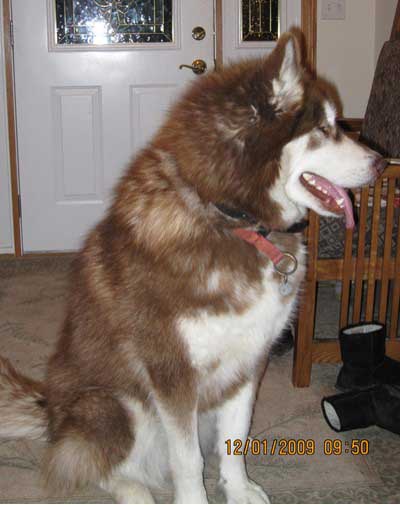 Hudsons Malamutes - Werther