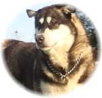 Hudsons Malamutes - Willow