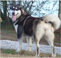 Hudsons Malamutes - Willow