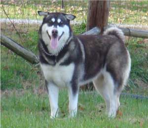 Hudsons Malamutes - Willow