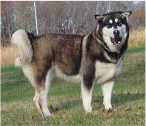 Hudsons Malamutes - Willow