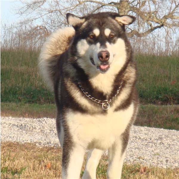 Hudsons Malamutes - Willow