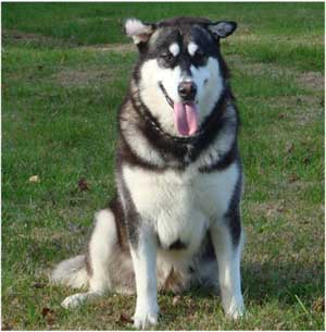 Hudsons Malamutes - Willow