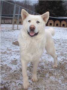 Hudsons Malamutes - Winter