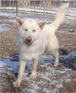 Hudsons Malamutes - Winter